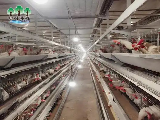 Quadruple-deck layer rearing cages with automated feeding systems